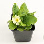 Primula vulgaris GM P9