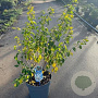 Prunus tomentosa 60-70 cm 12L