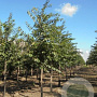 Prunus yedoensis 14-16 HO draadkluit lei 180x150 200 cm stam