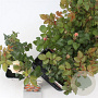 Rosa (F) Floriana 10-15 cm C1.5