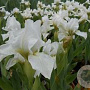 Iris (P) 'Lilli-White' GM P9