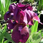 Iris (P) 'Pastel Charme' GM P9
