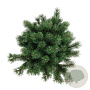 Pinus mugo 'Klosters Grun' 30-40 cm 15L