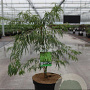 Acer pal. 'Dissectum' 40-50 cm 7,5L