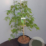 Acer pal. 'Dissectum' 50-60 cm 7,5L