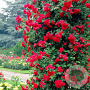 Rosa (K) 'Paul's Scarlet Climber' 125-150 cm 7,5L Gestokt