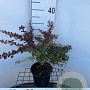 Berberis thunb. 'Rose Glow' 30-40 cm 2,5L