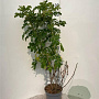 Rosa rugosa 80-100 cm 5,0L