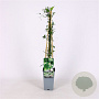 Clematis flammula 70 cm 2,0L
