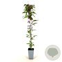 Clematis mont. rubens 80-100 cm 2,5L