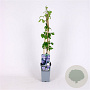 Clematis 'Mrs Cholmondeley' 70 cm 2,0L