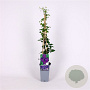 Clematis 'Polish Spirit' 70 cm 2,0L