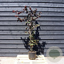 Corylus 'Red Majestic' 125-150 cm 12L