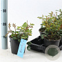 Rosa (H) Swany 10-15 cm C1.5