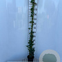 Hedera hibernica 125-150 cm 2,0L met stok