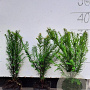 Taxus baccata 20-30 cm P9