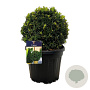 Taxus baccata 25-30 cm 5,0L bol