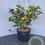 Hypericum i. Magical Beauty 30-40 cm 5,0L