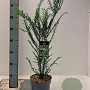 Taxus baccata 40-60 cm 2,0L