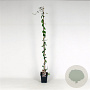 Lonicera periclymenum 150-175 cm 5,0L