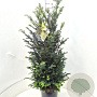 Taxus baccata 80-100 cm 20L