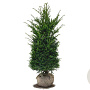 Taxus baccata 100-120 cm met kluit
