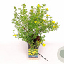 Potentilla f. 'Goldfinger' 30-40 cm 3,0L