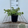 Potentilla f. 'Manchu' 25-30 cm C1.3