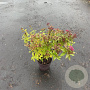 Spiraea jap. 'Anthony Waterer' 20-30 cm P13