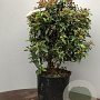 Viburnum tin. 'Eve Price' 50-60 cm 13L