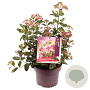 Viburnum tin. Lisarose 30-40 cm 5,0L