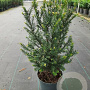 Taxus baccata 60-70 cm 4,0L