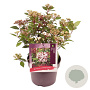 Viburnum tin. Spirit 30-40 cm 5,0L