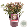 Viburnum tin. Spirit 40-45 cm 10L