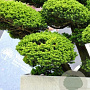 Taxus cuspidata 200-250 cm container solitair 2-3 tak