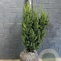 Taxus media 'Hillii' 60-80 cm met kluit