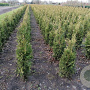 Thuja occ. 'Brabant' 120-140 cm met kluit