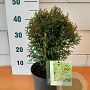 Thuja occ. 'Rheingold' GM C3