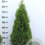 Thuja occ. 'Smaragd' 80-100 cm met kluit