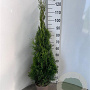 Thuja occ. 'Smaragd' 80-100 cm 4,0L
