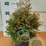 Thuja occ. 'Tiny Tim' GM C3