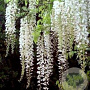 Wisterialor. 'Longissima Alba' 325-350 cm container Gestokt