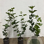 Viburnum opulus 60-80 cm 2,5L