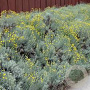 Santolina chamaecyparissus GM 1.5