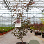 Acer pal. 'Atropurpureum' 60-80 cm 10L
