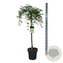 Acer pal. 'Dissectum' 90 cm stam 14L