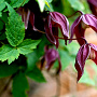 Clematis 'Brunette' 80 cm rozenpot 2L