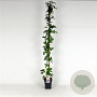 Clematis 'Mayleen' 150-175 cm 5,0L