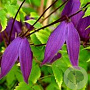 Clematis 'Tage Lundell' 80 cm rozenpot 2L