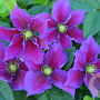 Clematis 'Varenne' 80 cm rozenpot 2L